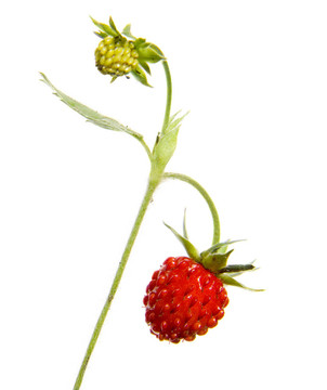 野野草莓科