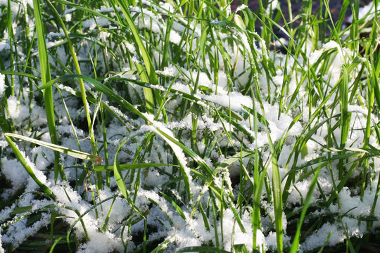 積雪草