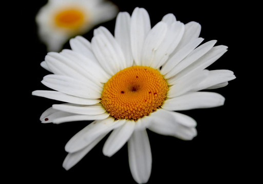 雛菊花