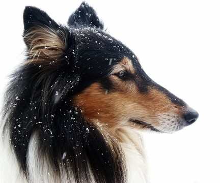 三色牧羊犬