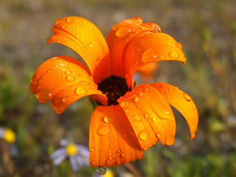 雛菊花
