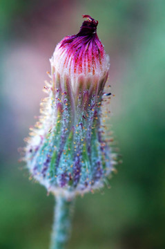 花asteracea