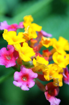 蘭塔納的花
