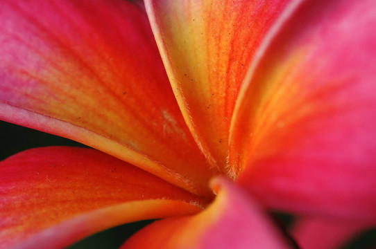 紅雞蛋花