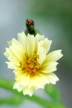 生菜