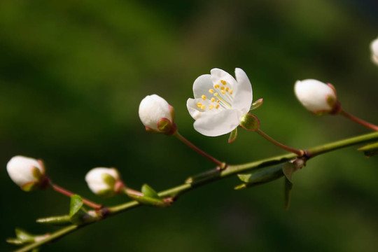 白色花蕾的一個分枝