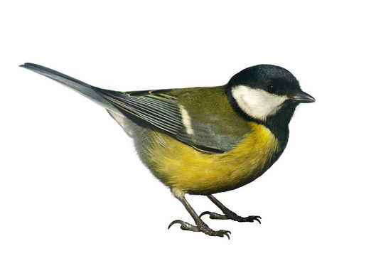 山雀鳥；白色隔離