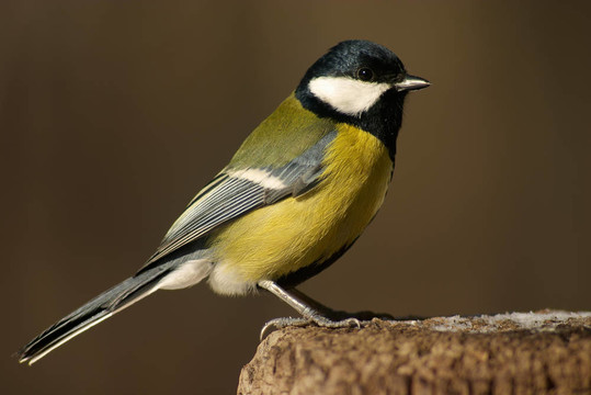 山雀鳥在存根