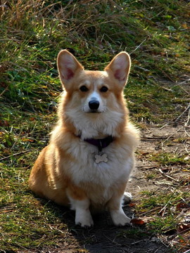 威爾士柯基犬
