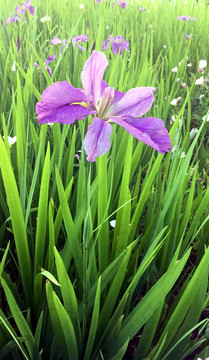 鳶尾花