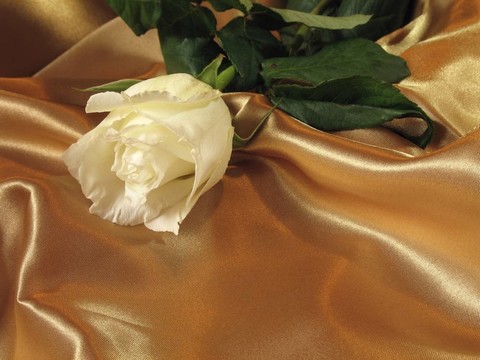 玫瑰上的金緞