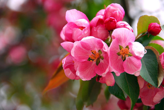 蘋果花