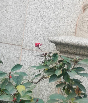 觀賞花卉