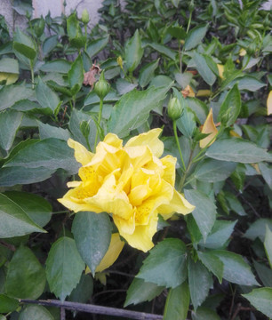 黃色花卉
