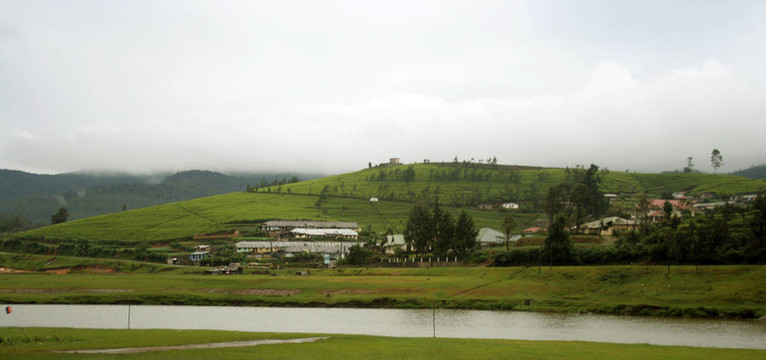 斯里蘭卡茶園