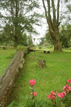 公園