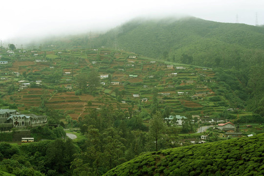 斯里蘭卡茶園