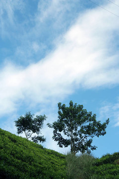 斯里蘭卡茶園
