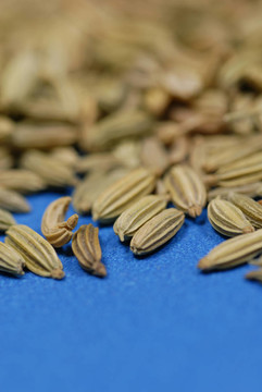 茴香種子