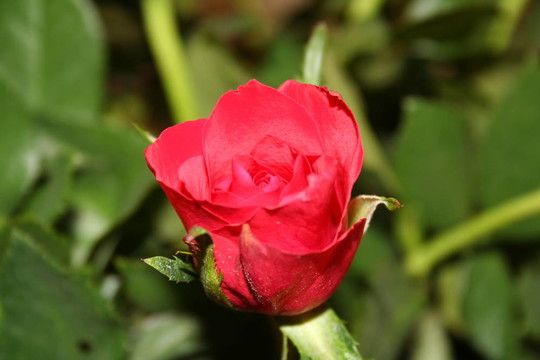 red_rose