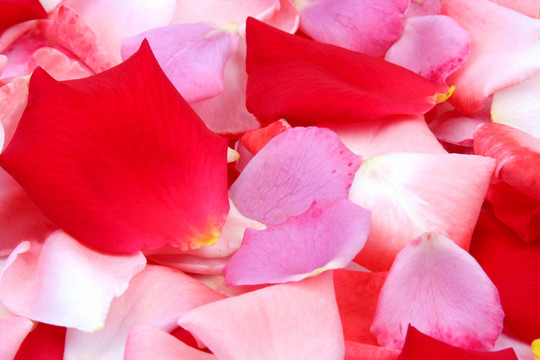 玫瑰花瓣