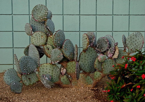 多刺的cactus2