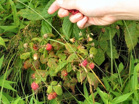 raspber berrypicking