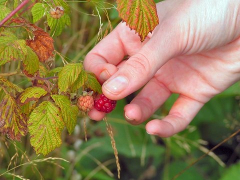 raspber berrypicking