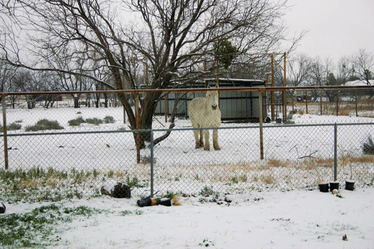 雪在德克薩斯