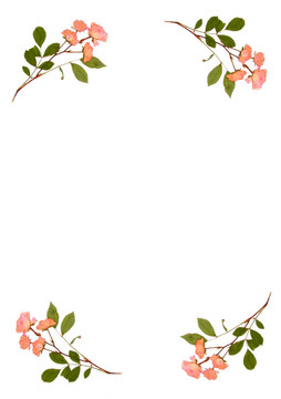按Pink Roses
