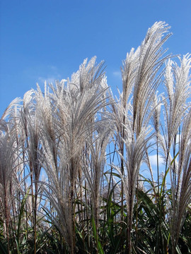小麥草