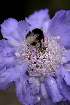 Scabiosa（Clive Greaves）