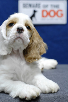 當(dāng)心惡犬