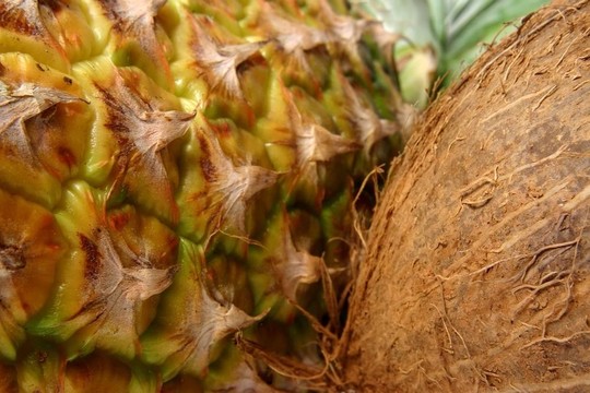 菠蘿椰子