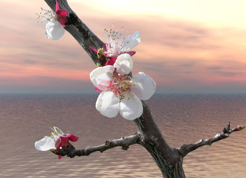 櫻花