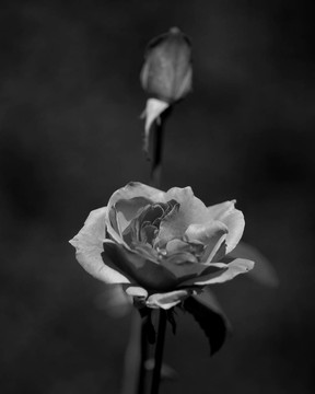 月季花和芽
