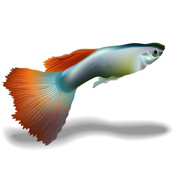 孔雀魚(yú)