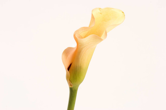 黃百合