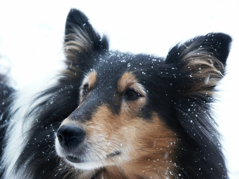 三色犬在