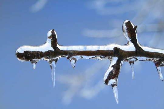 冰雪覆蓋的樹枝