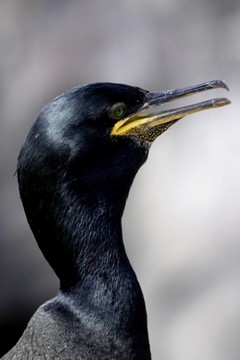 常見(jiàn)的粗毛（Phalacrocorax aristotelis）