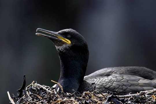 常見的粗毛（Phalacrocorax aristotelis