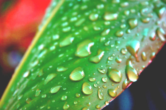 水上葉