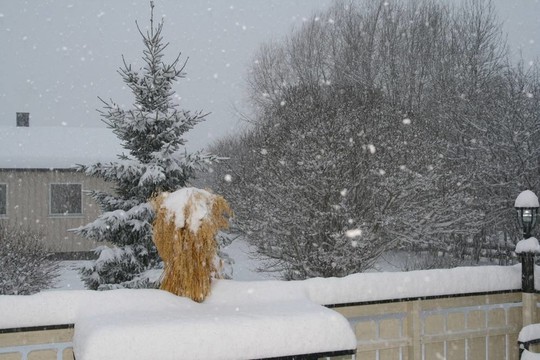 飄落的雪花