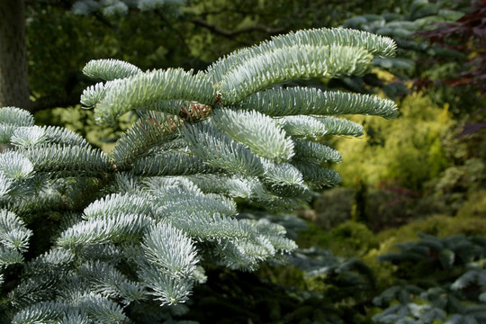 Noble Fir（壯麗冷杉）