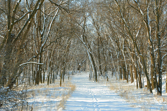 積雪的道路
