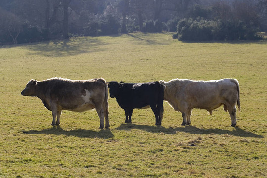 三只公牛排成一列