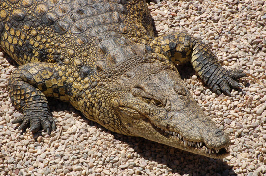 crodile