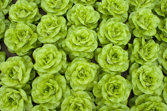 生菜