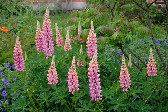 Pink Lupin（羽扇豆）